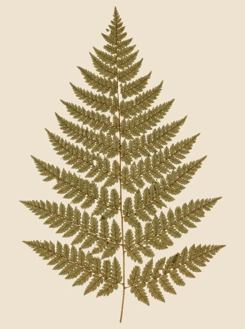 Pressed fern frond specimen in olive green, mounted on cream herbarium paper