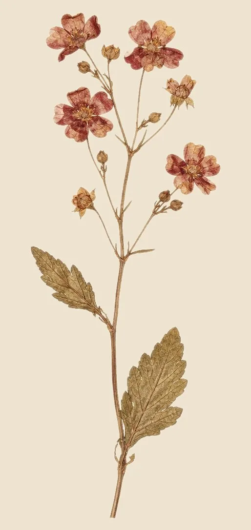 Pressed flowering sprig with rust-red blossoms and serrated leaves on cream paper