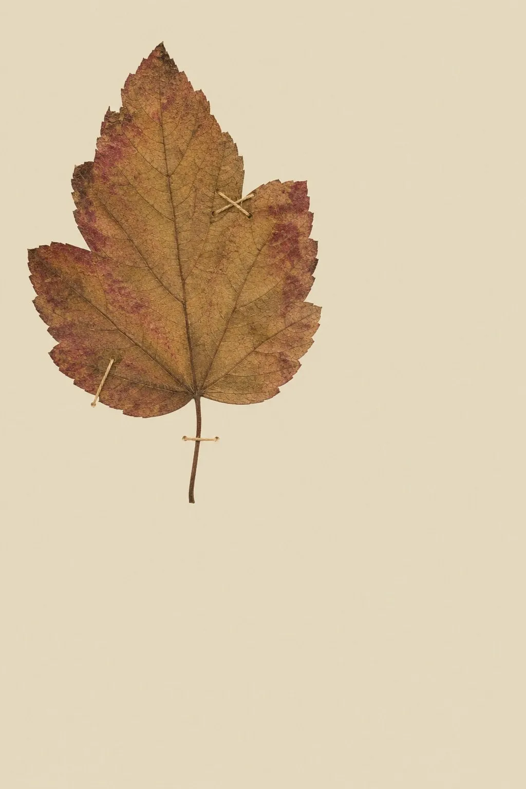 Pressed autumn leaf stitched to cream herbarium paper with thread